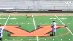 Deer runs onto field during game