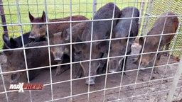 Feral Hogs Run Wild on High School Football Field