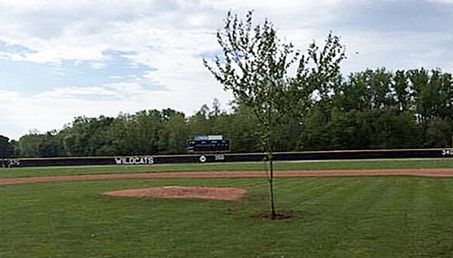 Pranksters plant 25-foot tree between home plate and pitcher's mound