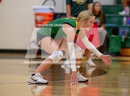 Thumbnail 3 in Alba-Golden @ Harleton photogallery.
