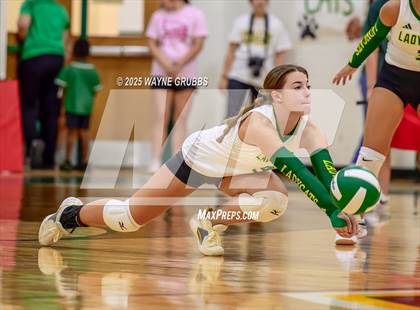 Thumbnail 1 in Alba-Golden @ Harleton photogallery.