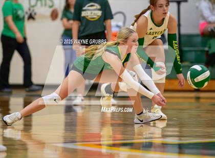 Thumbnail 2 in Alba-Golden @ Harleton photogallery.