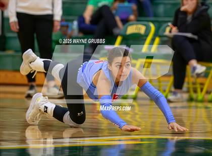 Thumbnail 2 in Alba-Golden @ Harleton photogallery.