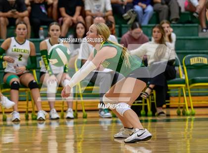 Thumbnail 2 in Alba-Golden @ Harleton photogallery.