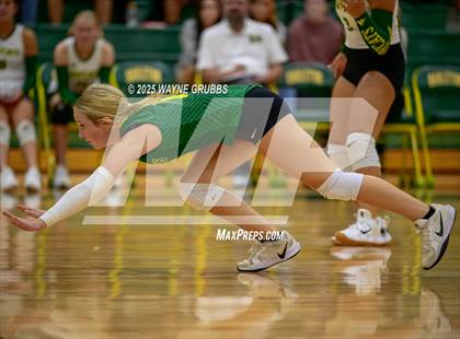 Thumbnail 1 in Alba-Golden @ Harleton photogallery.