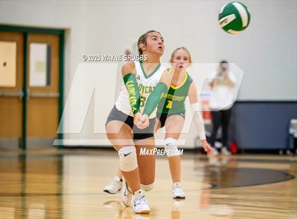 Thumbnail 2 in Alba-Golden @ Harleton photogallery.
