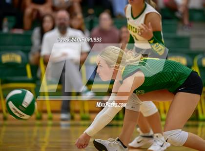 Thumbnail 3 in Alba-Golden @ Harleton photogallery.