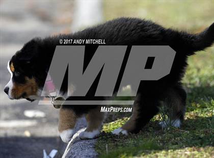 Thumbnail 2 in North Port vs. McMinn County photogallery.