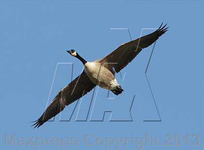 Thumbnail 3 in Calabasas @ Crespi photogallery.