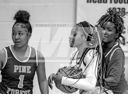 Thumbnail 1 in Pine Forest @ Terry Sanford photogallery.
