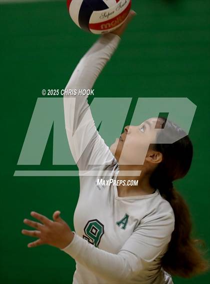 Thumbnail 1 in JV: Cholla @ Amphitheater photogallery.