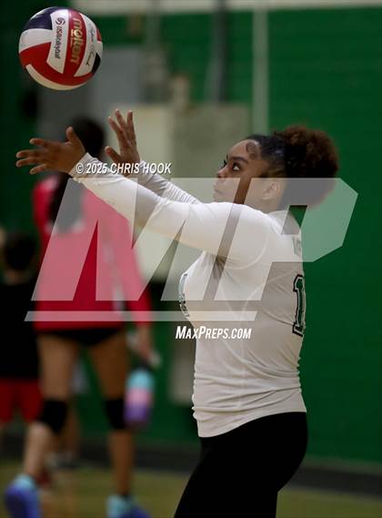 Thumbnail 3 in JV: Cholla @ Amphitheater photogallery.