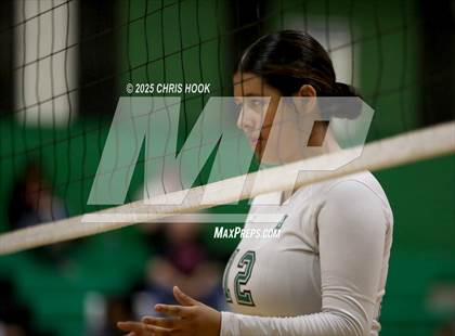 Thumbnail 2 in JV: Cholla @ Amphitheater photogallery.