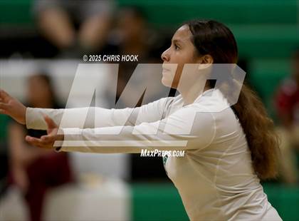 Thumbnail 3 in JV: Cholla @ Amphitheater photogallery.