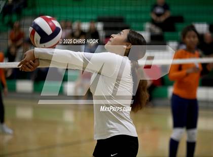 Thumbnail 2 in JV: Cholla @ Amphitheater photogallery.