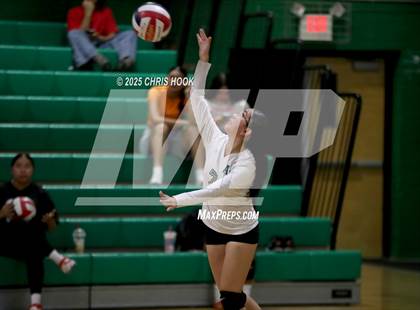 Thumbnail 1 in JV: Cholla @ Amphitheater photogallery.