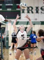 Photo from the gallery "Linden @ Notre Dame Prep (NDP Quad)"