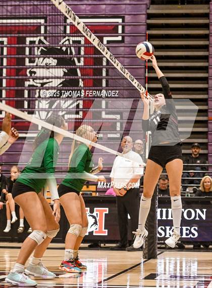 Thumbnail 3 in Basha @ Hamilton photogallery.