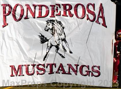 Thumbnail 1 in Falcon @ Ponderosa photogallery.