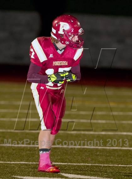 Thumbnail 1 in Falcon @ Ponderosa photogallery.