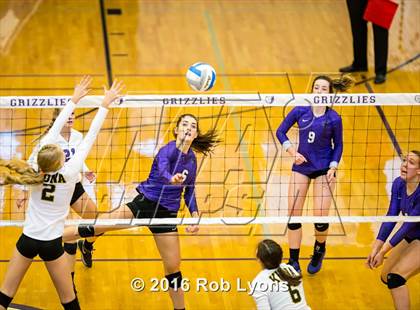 Thumbnail 3 in Kuna @ Rocky Mountain  photogallery.