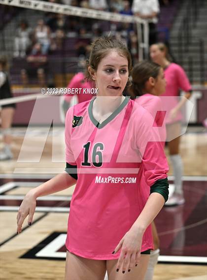 Thumbnail 3 in Basha @ Hamilton photogallery.