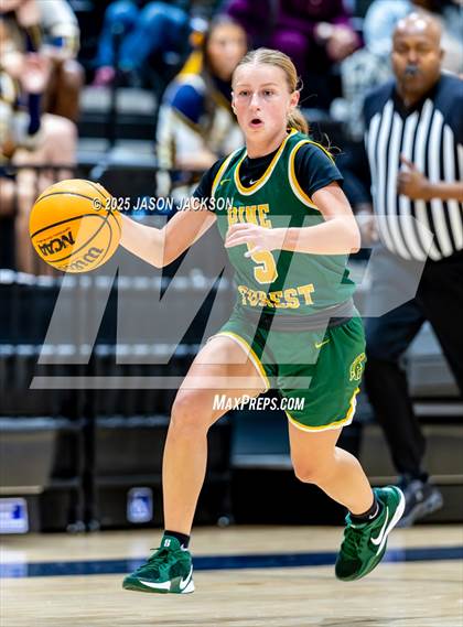 Thumbnail 3 in Pine Forest @ Cape Fear photogallery.