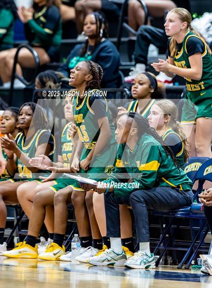 Thumbnail 3 in Pine Forest @ Cape Fear photogallery.