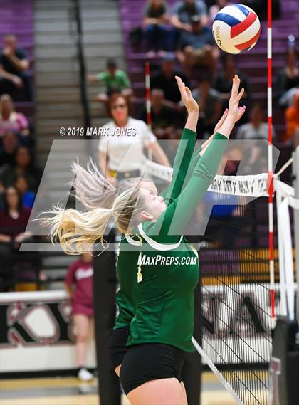 Thumbnail 2 in Basha @ Hamilton photogallery.