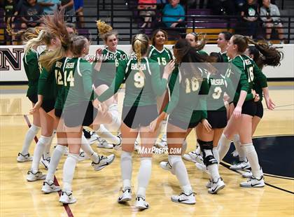 Thumbnail 3 in Basha @ Hamilton photogallery.
