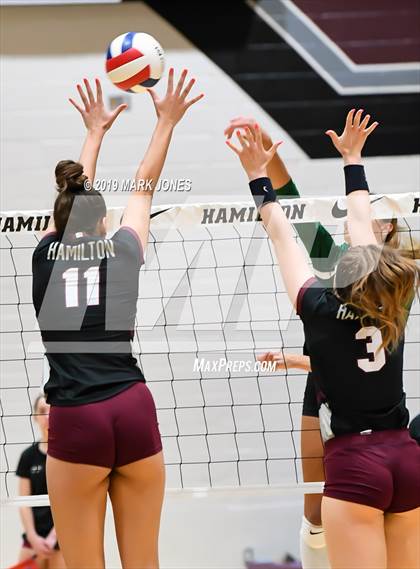 Thumbnail 3 in Basha @ Hamilton photogallery.