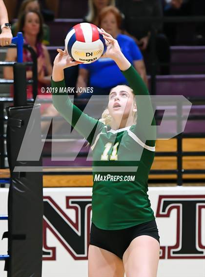 Thumbnail 2 in Basha @ Hamilton photogallery.