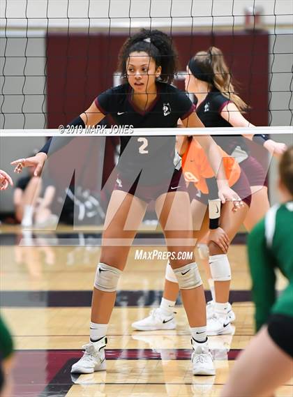 Thumbnail 3 in Basha @ Hamilton photogallery.