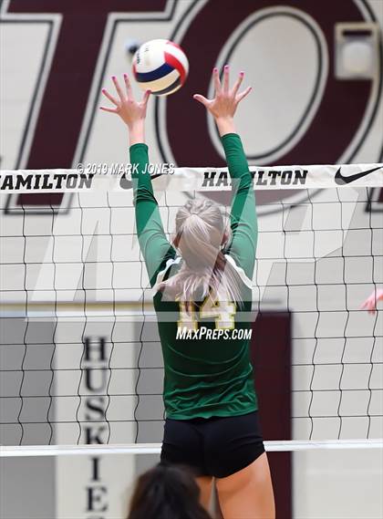 Thumbnail 1 in Basha @ Hamilton photogallery.