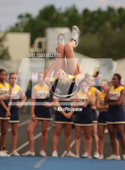 Thumbnail 1 in Manatee @ Steinbrenner photogallery.