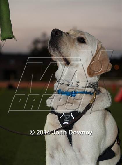 Thumbnail 3 in Upland's Luke Van Ginkel and his serivce dog Astro photogallery.