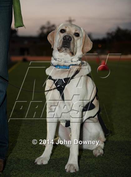 Thumbnail 1 in Upland's Luke Van Ginkel and his serivce dog Astro photogallery.