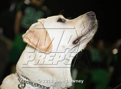 Thumbnail 2 in Upland's Luke Van Ginkel and his serivce dog Astro photogallery.