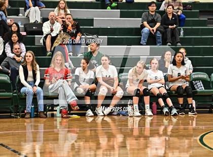 Thumbnail 1 in FR: Pomona @ D'Evelyn photogallery.