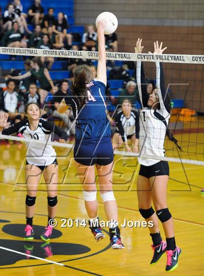 Thumbnail 3 in Basha @ Centennial photogallery.