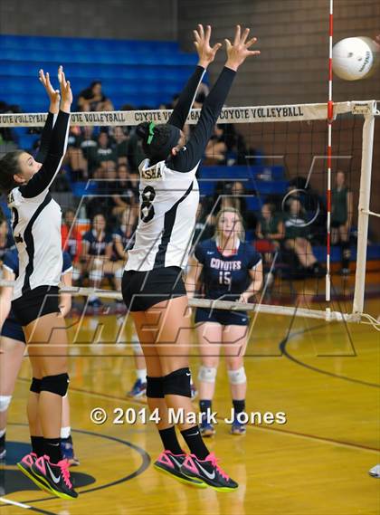 Thumbnail 3 in Basha @ Centennial photogallery.