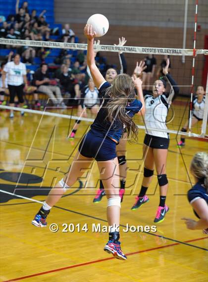 Thumbnail 3 in Basha @ Centennial photogallery.