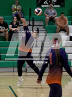 Photo from the gallery "Cholla @ Amphitheater"