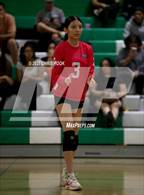 Photo from the gallery "Cholla @ Amphitheater"