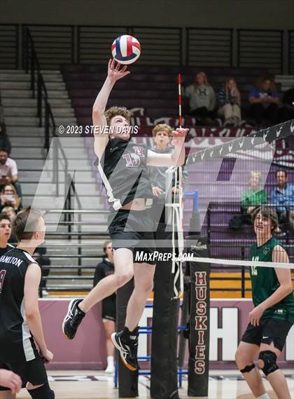 Thumbnail 3 in Basha @ Hamilton photogallery.