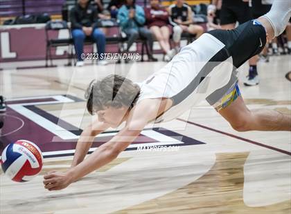 Thumbnail 2 in Basha @ Hamilton photogallery.