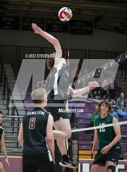 Thumbnail 2 in Basha @ Hamilton photogallery.