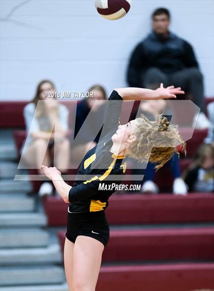 Thumbnail 3 in Chico @ Poolville photogallery.