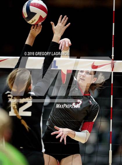 Thumbnail 1 in Bushland vs. Argyle  photogallery.