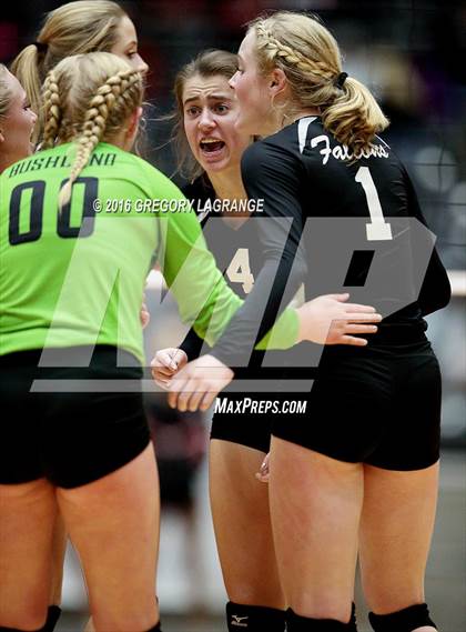 Thumbnail 3 in Bushland vs. Argyle  photogallery.
